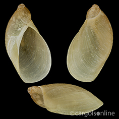 IMG_detallada/Oxyloma (Oxyloma) elegans elegans.jpg